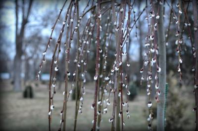 Прикрепленное изображение: Весна, Верба.JPG